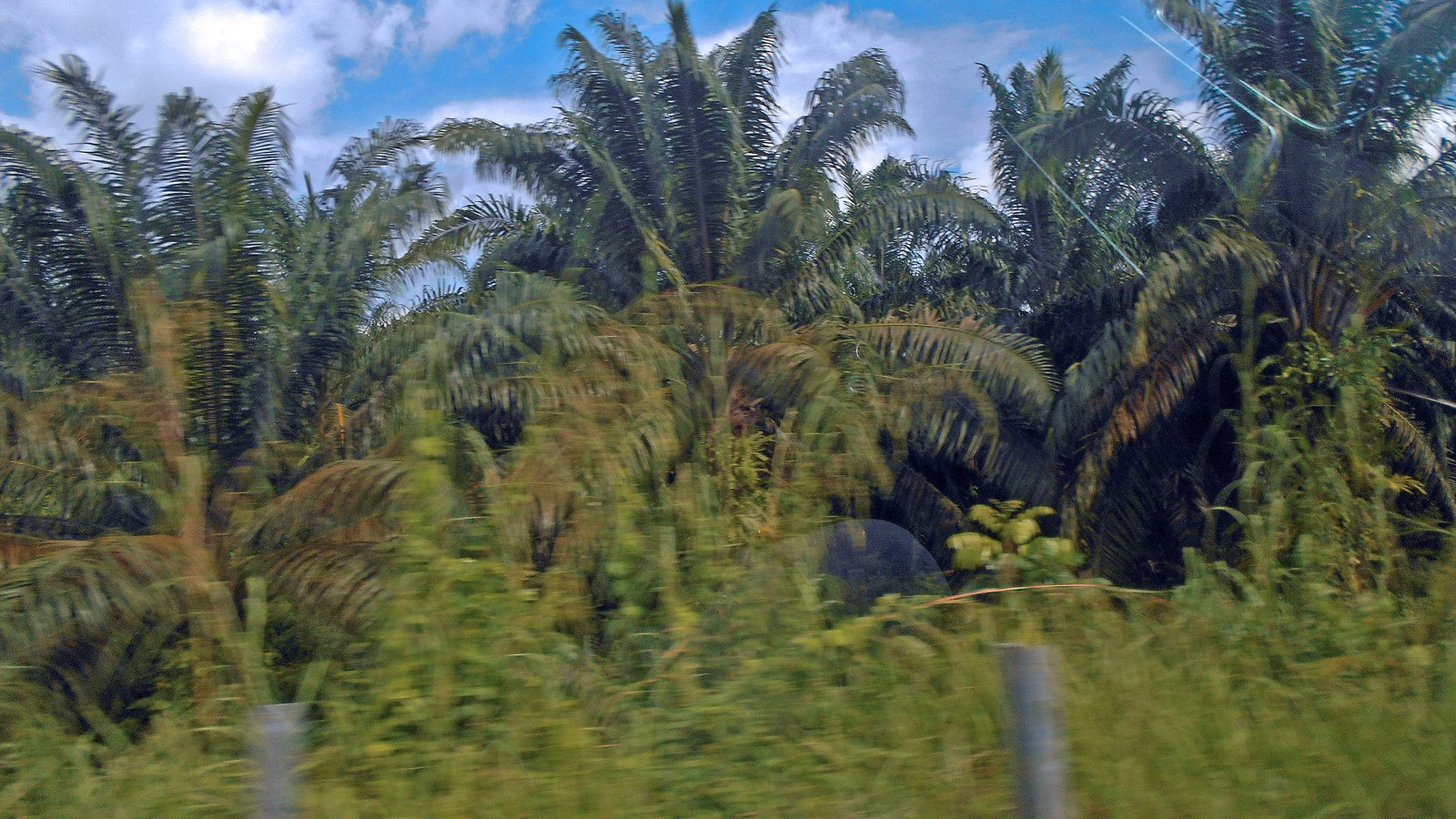 An oil palm plantation in South Sumatra, Indonesia